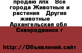 продаю лпх - Все города Животные и растения » Другие животные   . Архангельская обл.,Северодвинск г.